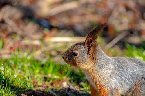 Closeup shot of a squirrel found roaming around in the wilderness on a sunny day