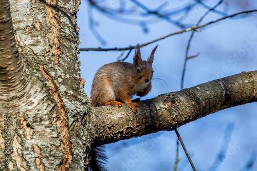 Closeup shot of a squirrel found sitting on the branch of a tree on a sunny day