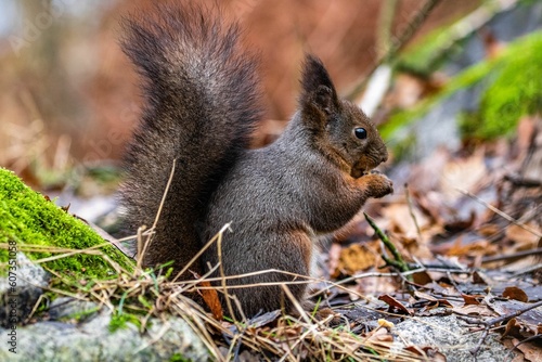 Closeup shot of a squirrel found sitting on the ground and eating treats
