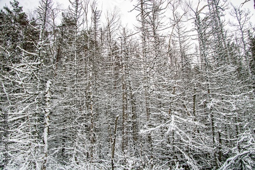 Scenic view of leafless trees covered by snow found inside of a forest in Sweden