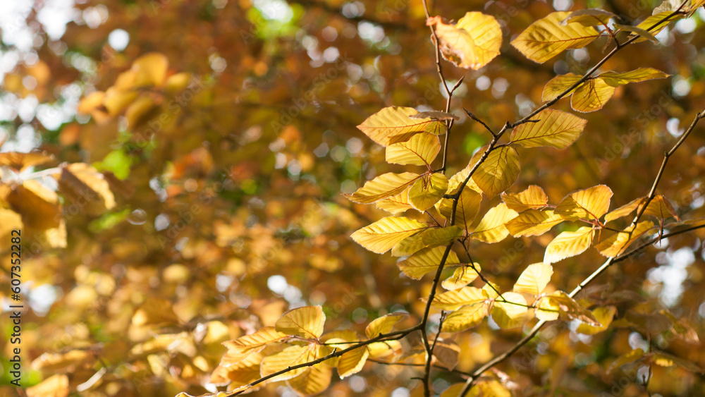 Obraz premium Hojas ocre y amarillas en arboles de bosque en primavera