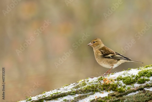 Closeup of a common chaffinch perched on a tree branch in a field © Rob Jenkins Pusb/Wirestock Creators
