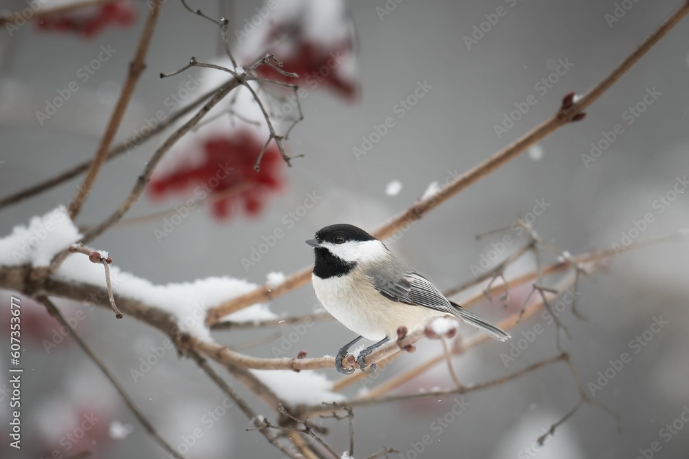 Carolina Chickadee (Poecile carolinensis) Carolina Chickadee (Poecile carolinensis)