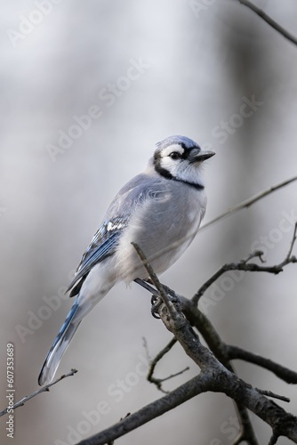 Closeup shot of a Blue Jays perching on a tree in Ohio © Bradley Willis/Wirestock Creators