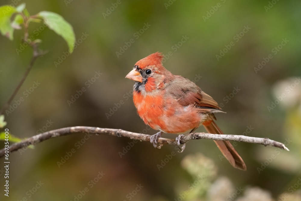 Closeup of a northern cardinal (Cardinalis cardinalis) perched on a branch on a blurred background Closeup of a northern cardinal (Cardinalis cardinalis) perched on a branch on a blurred background