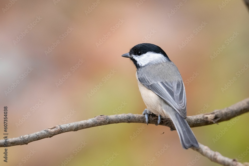 Closeup of a Carolina chickadee (Poecile carolinensis) perched on a branch on blurred background Closeup of a Carolina chickadee (Poecile carolinensis) perched on a branch on blurred background
