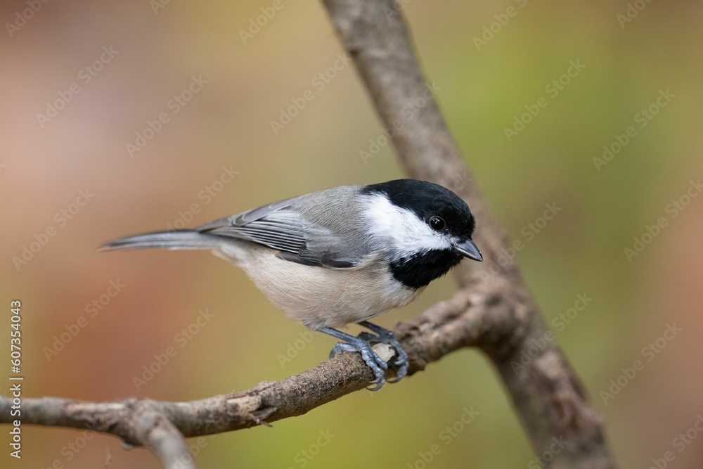 Closeup of a Carolina chickadee (Poecile carolinensis) perched on a branch on blurred background Closeup of a Carolina chickadee (Poecile carolinensis) perched on a branch on blurred background