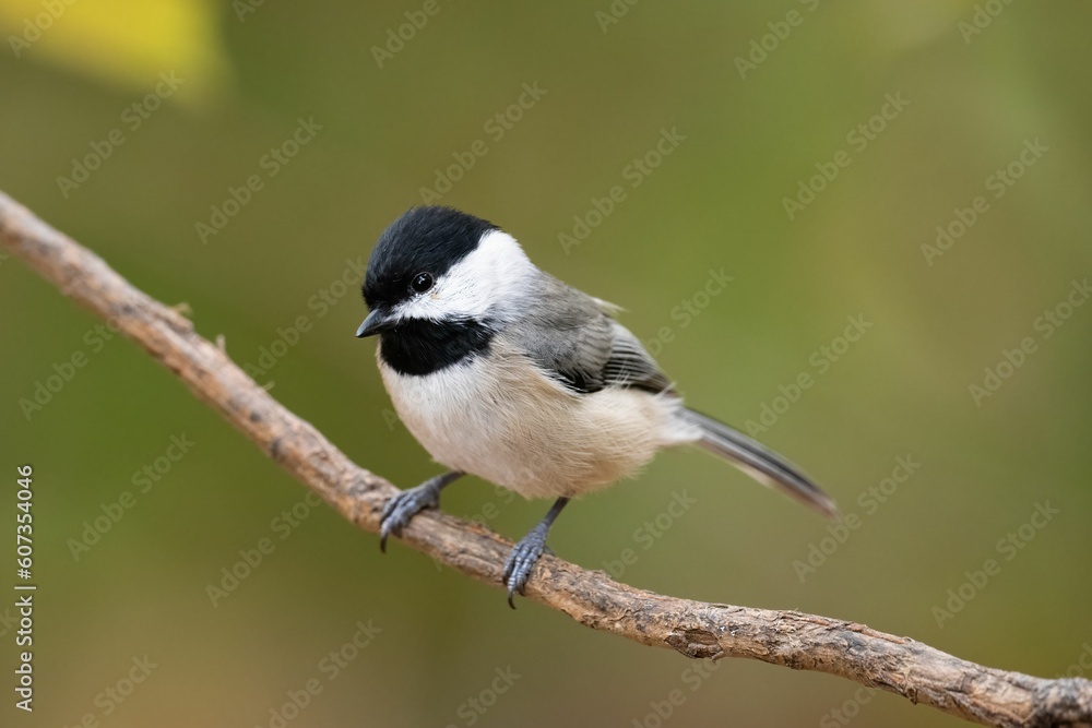 Closeup of a Carolina chickadee (Poecile carolinensis) perched on a branch on blurred background Closeup of a Carolina chickadee (Poecile carolinensis) perched on a branch on blurred background