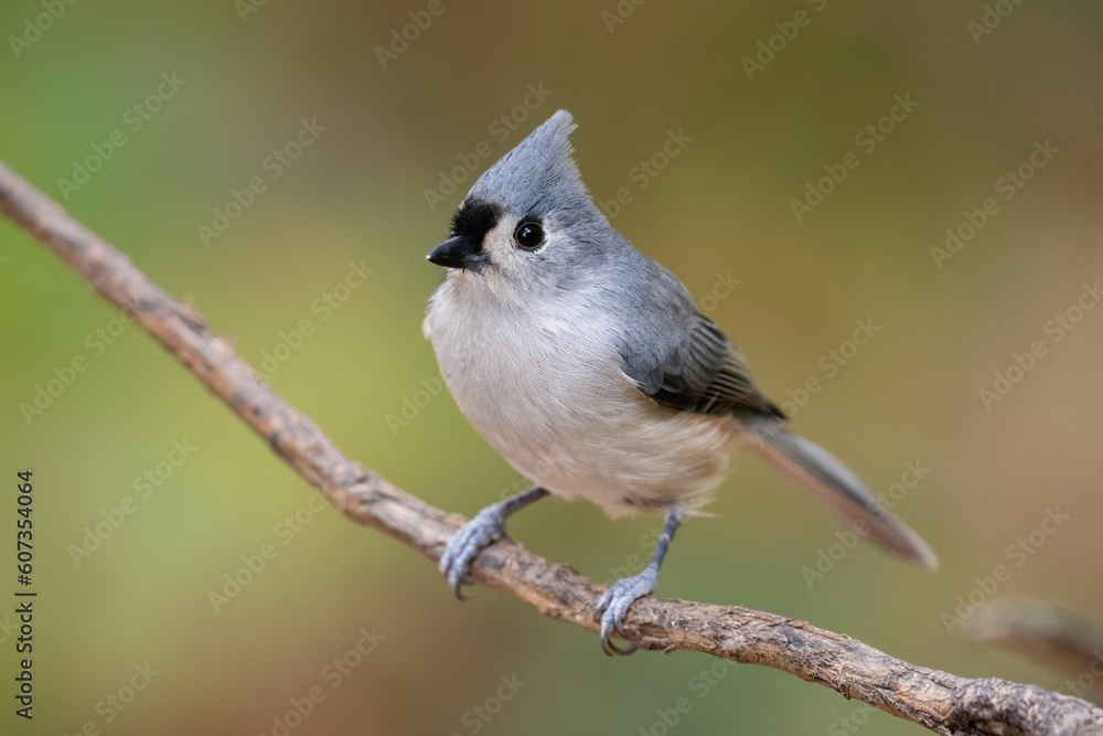 Fototapeta premium Closeup of a tufted titmouse, Baeolophus bicolor perched on a branch.