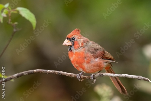 Closeup of a northern cardinal (Cardinalis cardinalis) perched on a branch on a blurred background