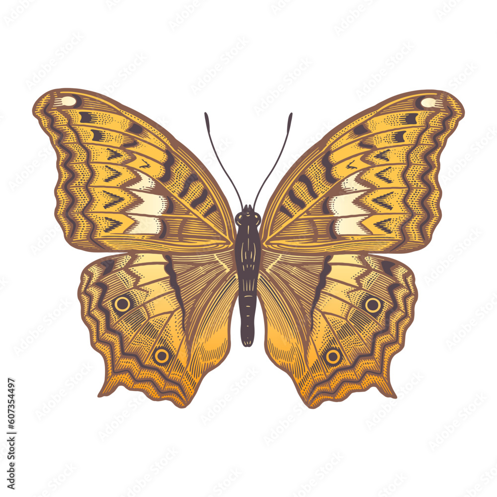 Butterfly. Decorative insect isolated on white background. Vector illustration. Vintage.