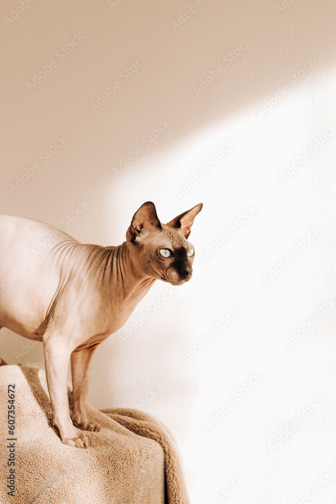 A bald cat of the Canadian Sphynx breed.
