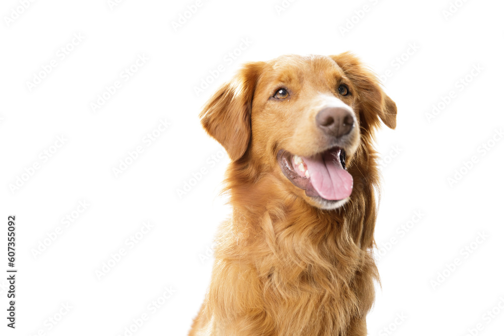 Portrait of a happy adult golden retriever dog smiling on isolated white background with copy space