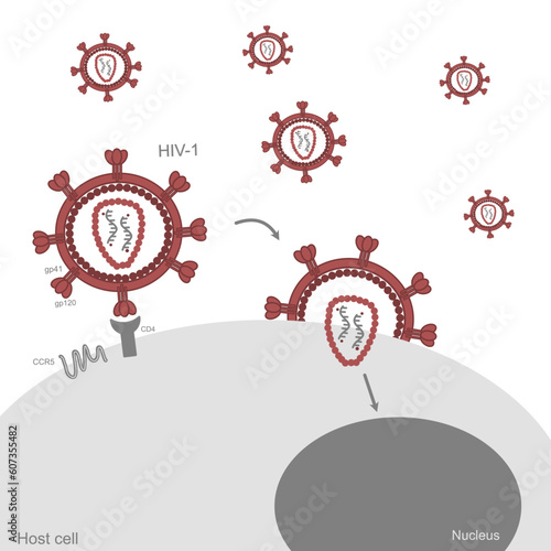 The infection pathway of HIV-1 virus that attacks to the host cell via glycoprotein and CD4 of viral molecule and human cell, respectively.