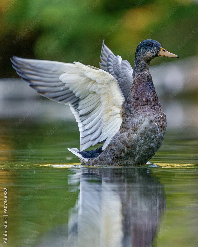 Obraz premium Mallard bird spreading its wings on a lake in the blurry background