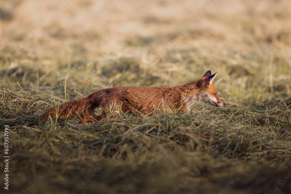 Fototapeta premium Fuchs im Morgenlicht auf der Jagd