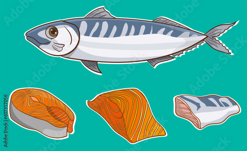 Salmon in different cuts.Red fish isolated on white background. Raw seafood vector illustration. Realistic product of healthy nutrition