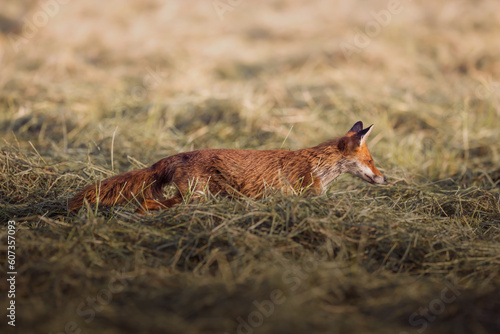 Fuchs im Morgenlicht auf der Jagd © Markus Nobel