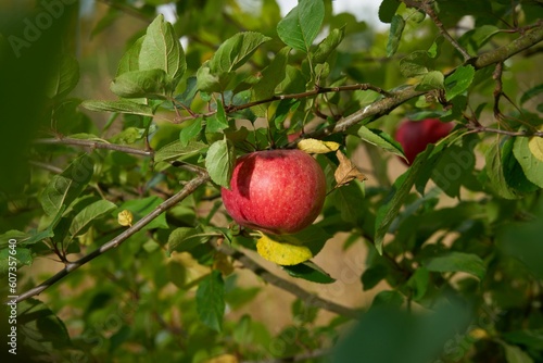 Closeup shot of an apple tree (Malus domestica)