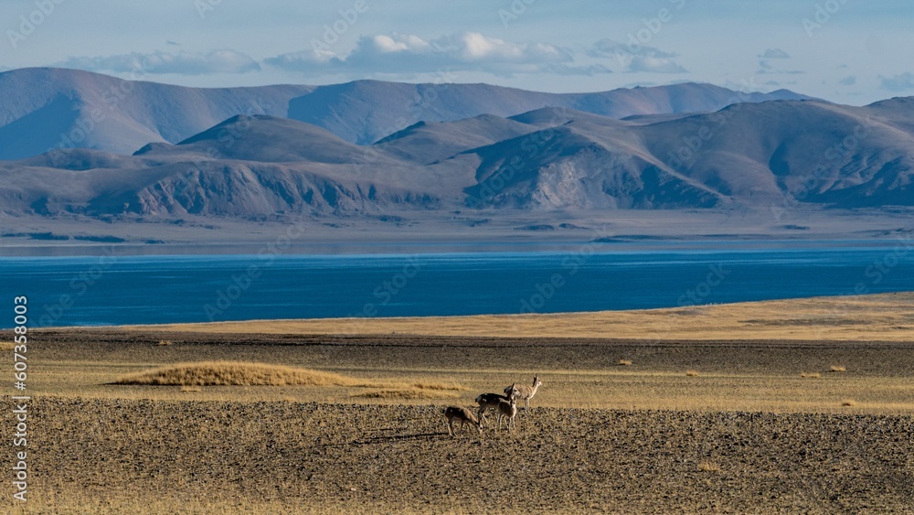 Scenic landscape of a beach with deers on it and a lake and mountains in the background Scenic landscape of a beach with deers on it and a lake and mountains in the background