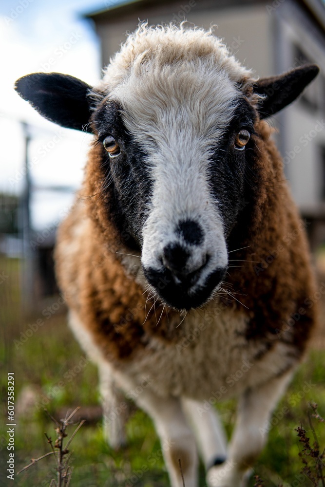Vertical shot of a furry sheep beside walking on the grass in a bokeh background Vertical shot of a furry sheep beside walking on the grass in a bokeh background