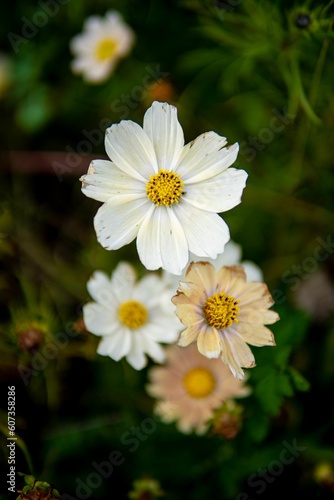 Over the head closeup shot of white daisies with a selective focus in the background of its leaves