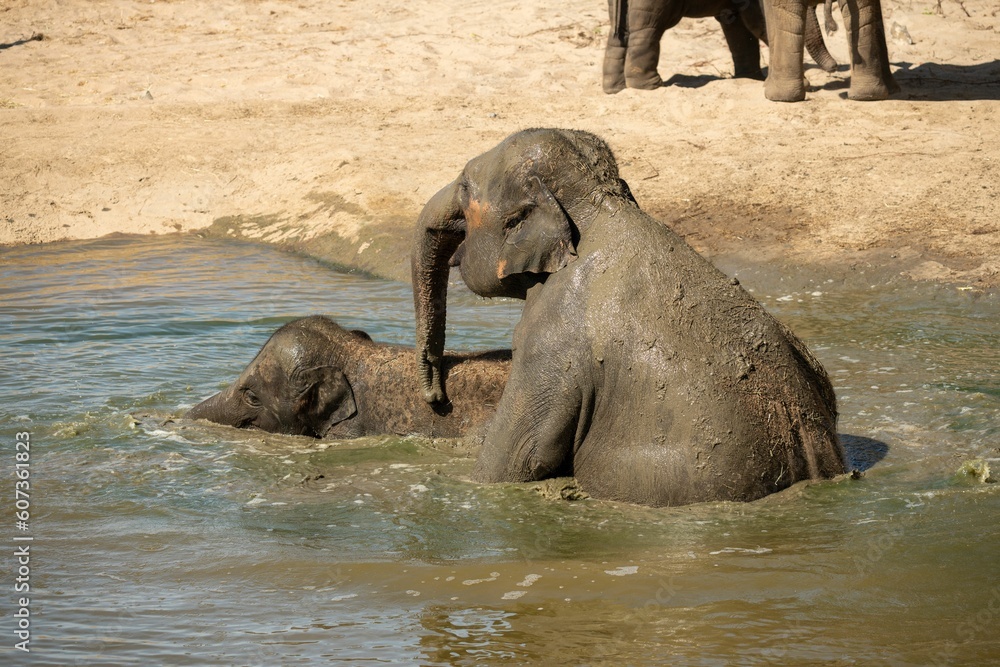 Indian elephant drinking enjoying lake water in the park with trees on a sunny day