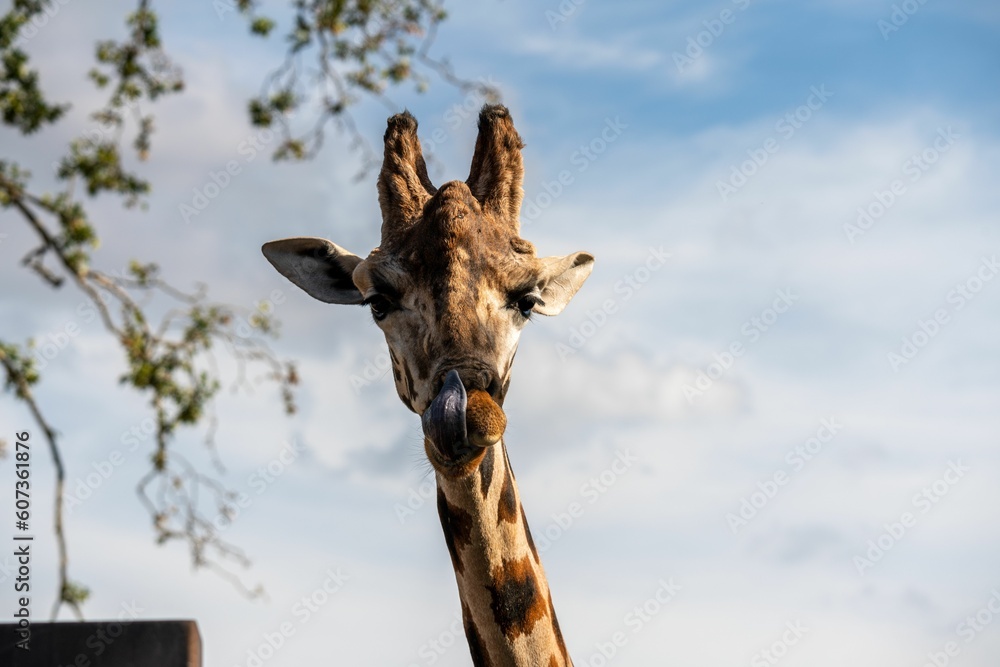 Fototapeta premium Portrait of the long neck of a Northern giraffe looking at the camera under blue sky