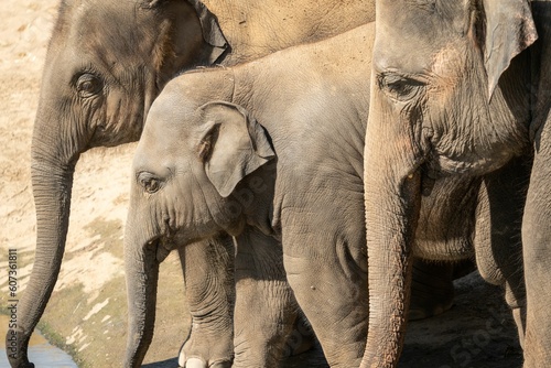 Photography Group of Indian elephants in the park on a sunny day