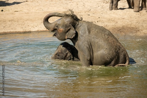 Indian elephant drinking enjoying lake water in the park with trees on a sunny day