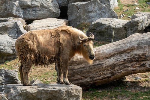 Sichuan takin animal standing on stones with falling tree trunks in the forest with sunlight
