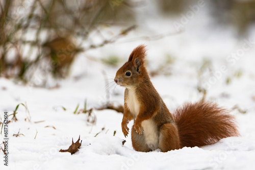Red squirrel (Sciurus vulgaris) in its natural habitat in the forest where there is already snow. The squirrel is stocking up on nuts for the winter © Petr