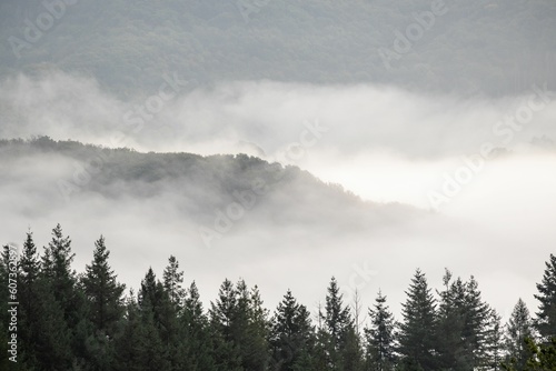 Beautiful view of a foggy forest