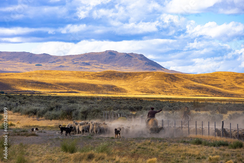 Gauchos and herd of sheep in a rural scenic panorama landscape
