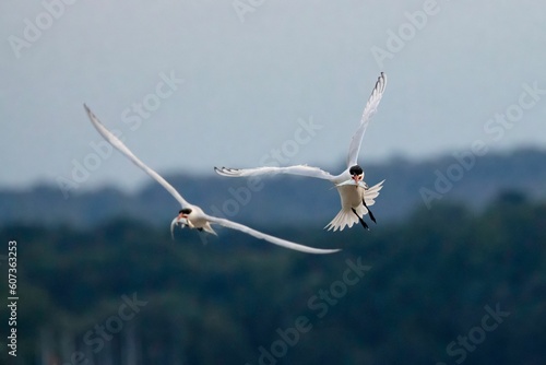 Εκτύπωση καμβά Selective focus of caspian terns fishing late afternoon by lake Ontario, Canada