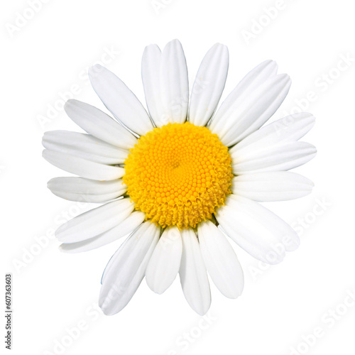A single common daisy flower, cut out on a transparent background

