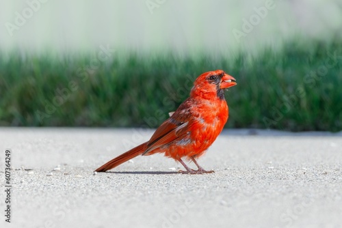 Macro of a Northern Cardinal standing on the ground