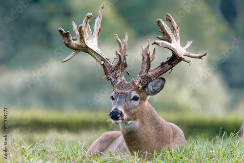 Fototapeta Naklejka Na Ścianę i Meble -  Deer with big horns sitting in grass