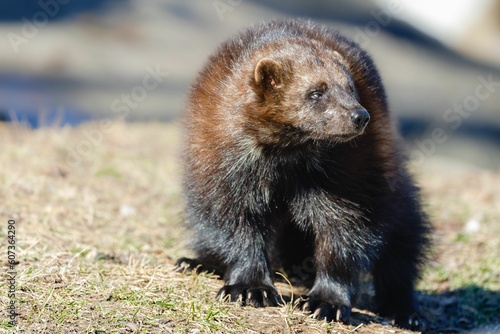 Closeup shot of a small cute wolverine on a field