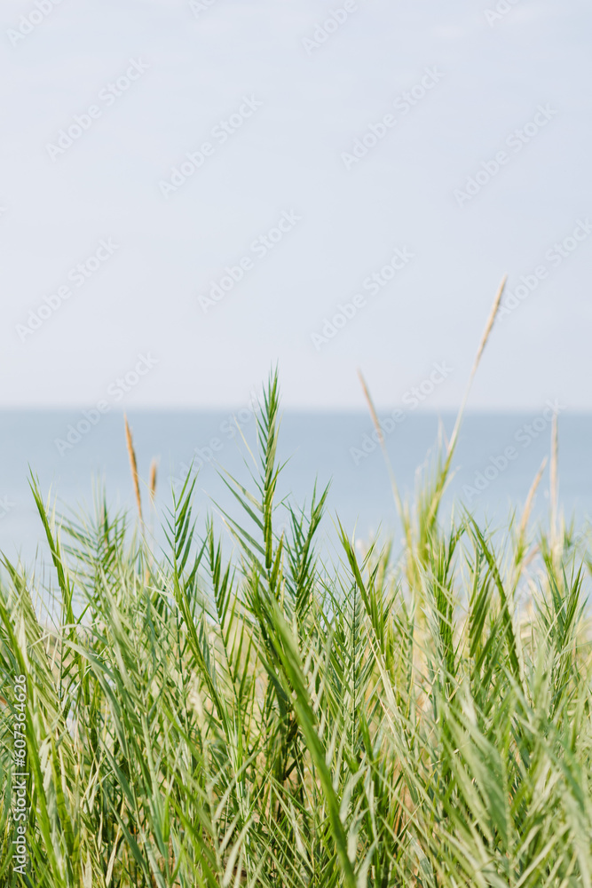 Fresh green grass in front of pale blue sea and cloudless sky, peaceful seascape, Natural background in pastel colors, 