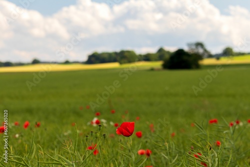 Shallow focus shot of a poppy field