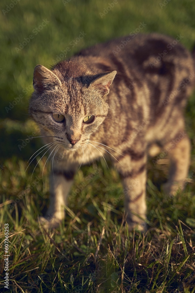 Closeup shot of a beautiful cute cat walking on the grass on a sunny day on the blurred background Closeup shot of a beautiful cute cat walking on the grass on a sunny day on the blurred background