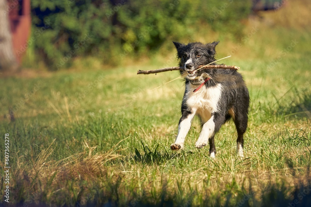 Cute dog happily running in the sunny field with a stick in her mouth on the blurred background