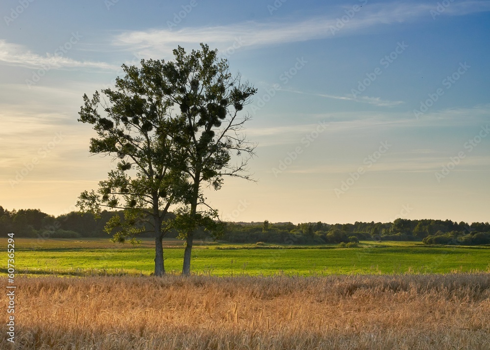 Obraz premium Tree grown with the green field and the forest in the background against the sunset sky