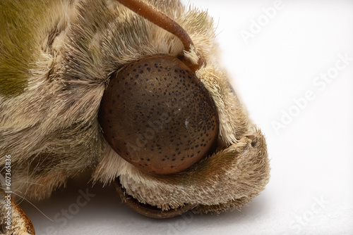 Fotografija Macro photography of head of Army Green Moth or Oleander Hawk-moth isolated on white background