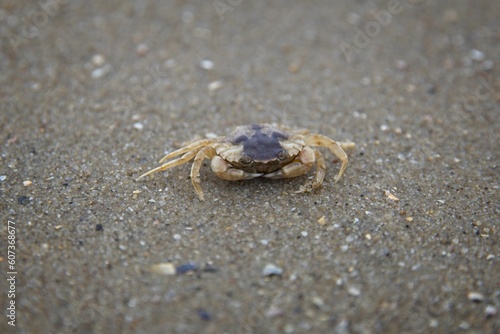 Closeup of a small yellow crab on a beach in the Wadden sea  Germany