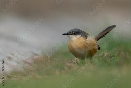 Closeup shot of a small Ashy prinia (Prinia Socialis) resting on the grass on the blurred background
