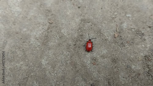 bright red beetle Lilioceris lilii crawls on the asphalt and flies away. lily rattle, a beautiful insect