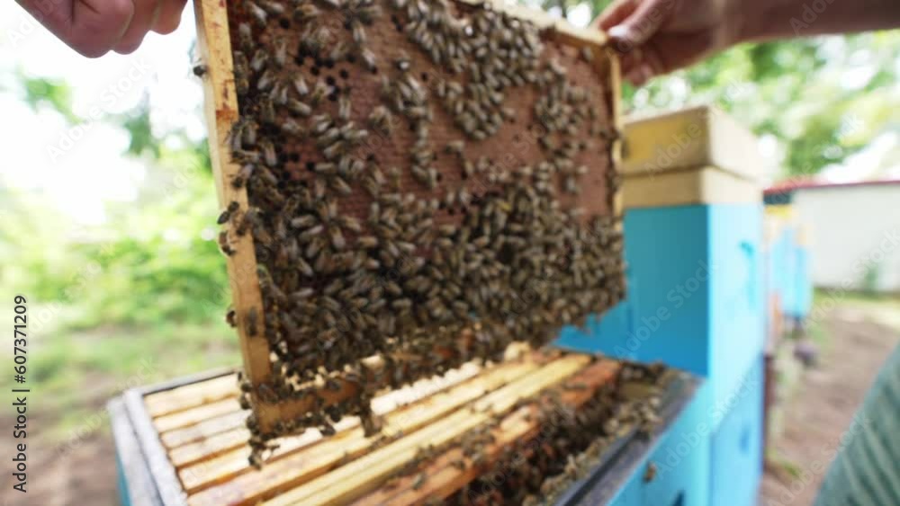 Fantastic beehive producing honey, nature, man and bee, sweet honey, honeycomb, nectar, beekeeping, beecolonies, honey processing, Katowice or Katovice, Poland Fantastic beehive producing honey, nature, man and bee, sweet honey, honeycomb, nectar, beekeeping, beecolonies, honey processing, Katowice or Katovice, Poland