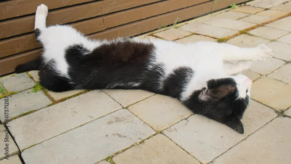 A beautiful black and white cat lies under a beach chair and meows on a summer sunny day. A beautiful black and white cat lies under a beach chair and meows on a summer sunny day.